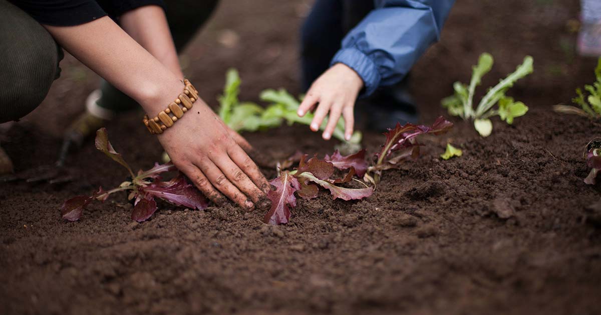 Students volunteering at an allotment