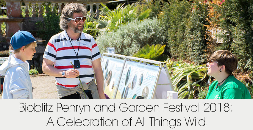 Bioblitz Penryn and Garden Festival 2018: A Celebration of All Things Wild