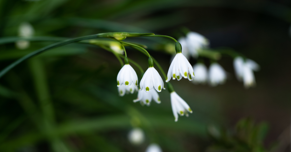 Flowers blooming in the sun